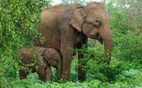 Wildlife encounters in Thailand with World Expeditions and World Animal Protection